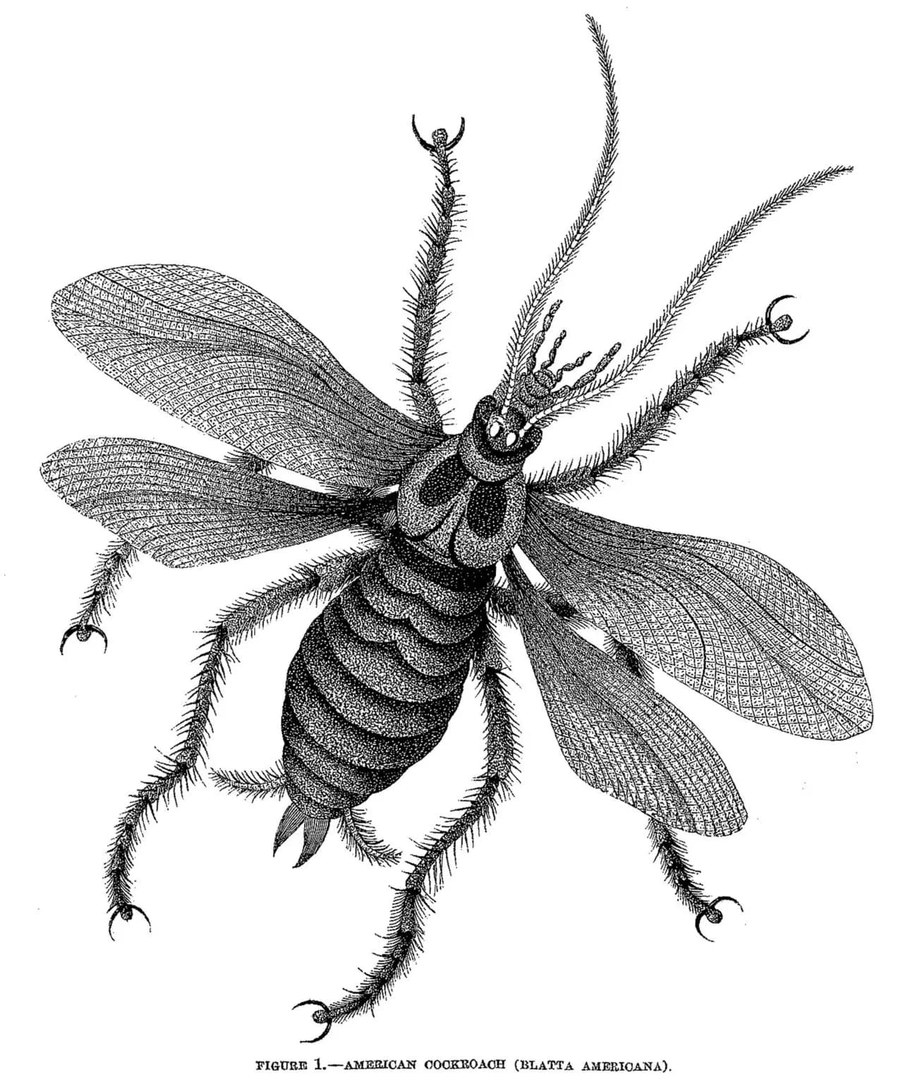 Blatte américaine, planche ancienne